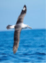 White-capped (Shy) Albatross by GW Wilson.