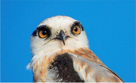 Atherton Tablelands Bird Photography Group Report: February 2025
