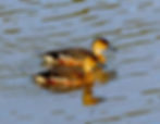 Wandering Whistling-Duck. Photo by Peter Valentine.
