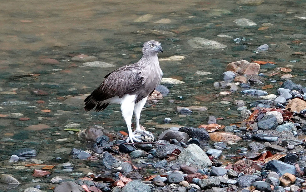 Lesser Fish-Eagle, Danum Valley, Sabah. Photo by Denis Walls.
