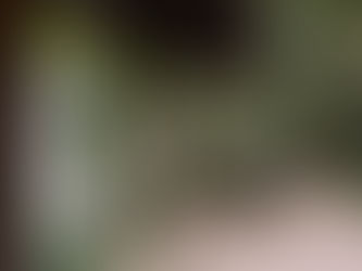 From boardwalks to bush tracks: Discover our new Wet Tropics Birding Guide