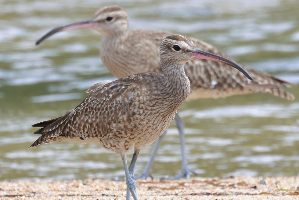 Wave The Waders Goodbye 2026