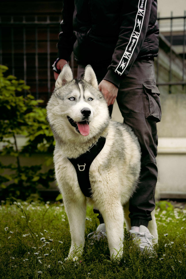 Photographe chien husky Paris – portrait d’un husky aux yeux bleus.