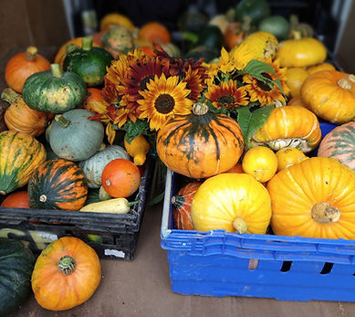 re size pumpkins in van_edited.jpg