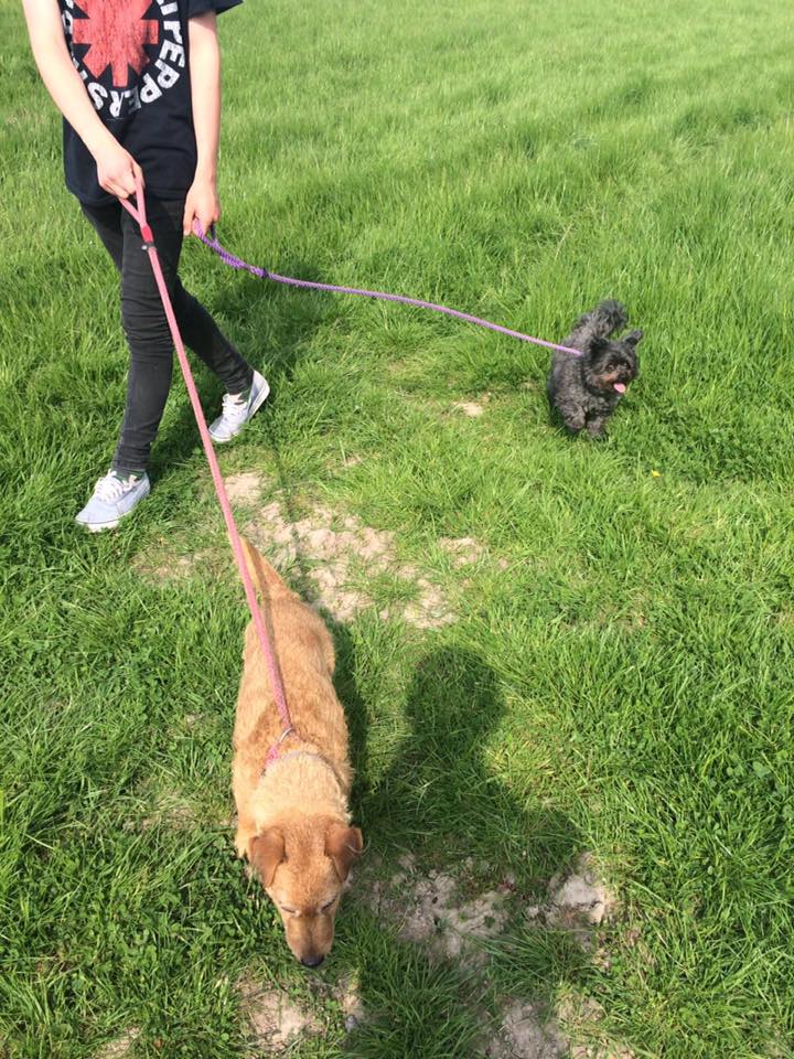 Brookhouse Boarding Kennels