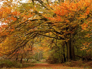 Autumn Shadows: Mental Health and the Changing Season