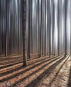 The Battle in the Forest