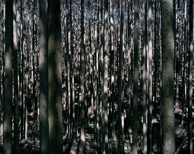 forest♯c6.jpg
