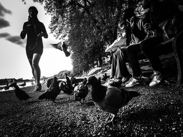 Runner nd doves at The Lakes, Copenhagen, Denmark