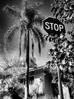Iconic LA scene, palm tree, stop sign