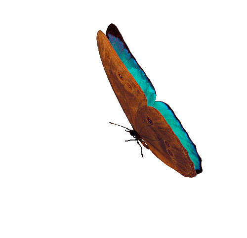 borboleta 6.gif