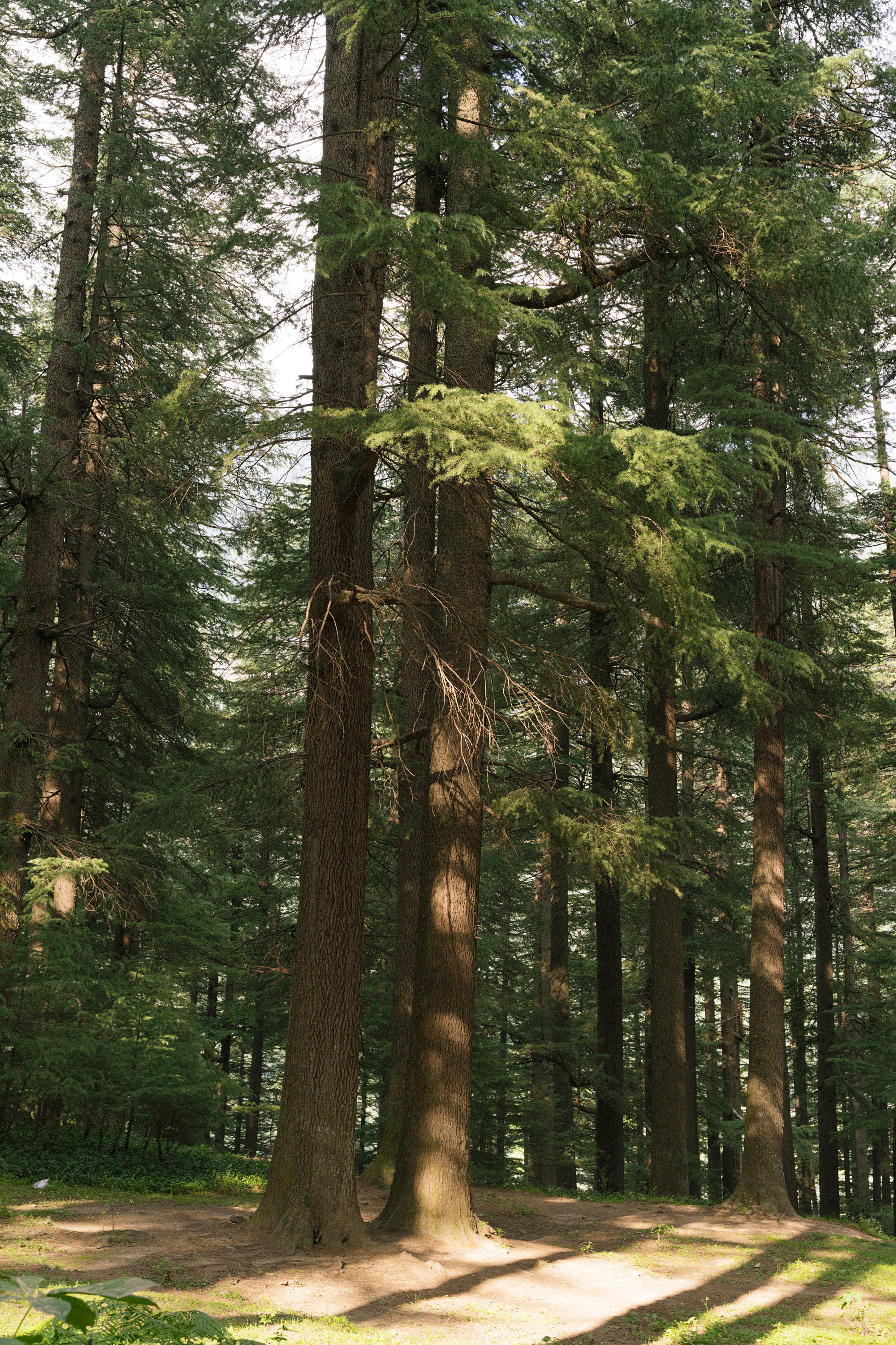 Forest Pillars