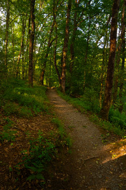 Where the Path Listens