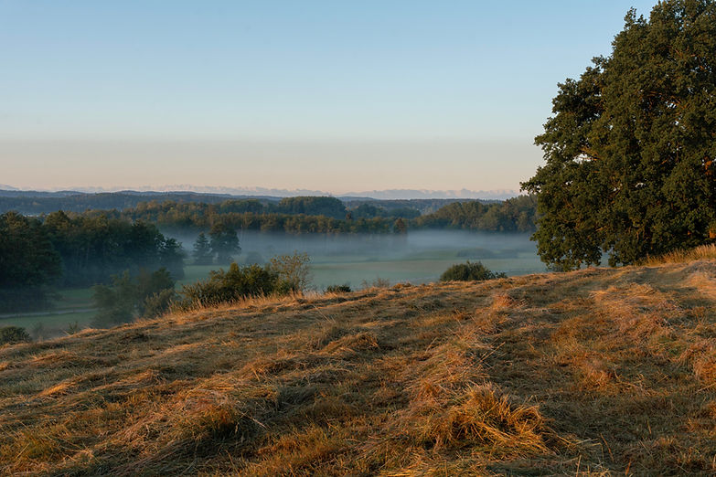 Wörthsee morgens - Markus Jürgens 01307 Kopie.jpeg