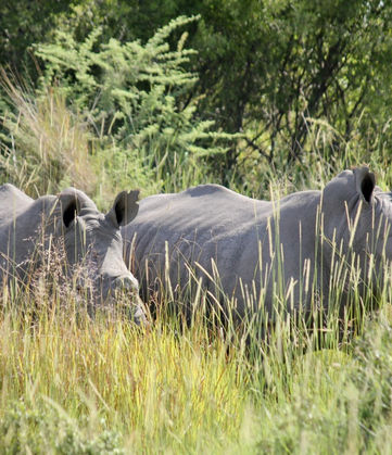 Two whinos in the Okavango Delta area.