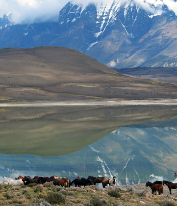 Herding horses with a lake reflection in the background.