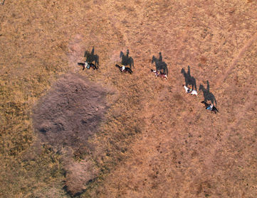 An aerial image of horse riders on a plain. During the dry season the grass is yellow and burnt from the sun.