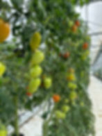 Directeur-trice Projet et Développement Agricole H/F