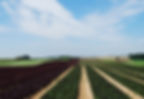 Directeur d'exploitation - ferme maraichère - Portugal H/F