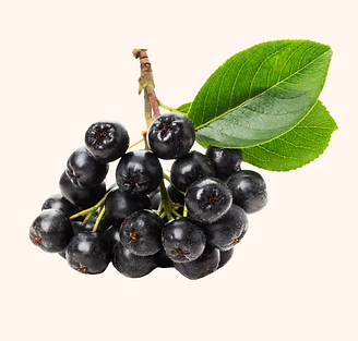 aronia fond beige.png