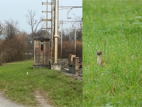 Hermelin: Wann ist weiss oder braun? 