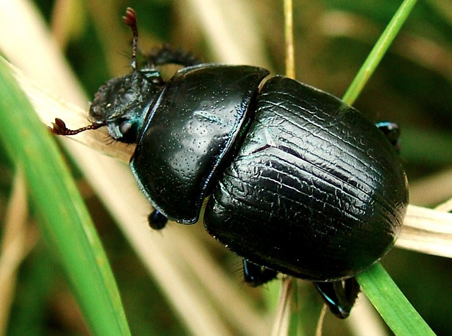 Anoplotrupes stercorosus - Woodland Dor Beetle - arthropodafotos.de