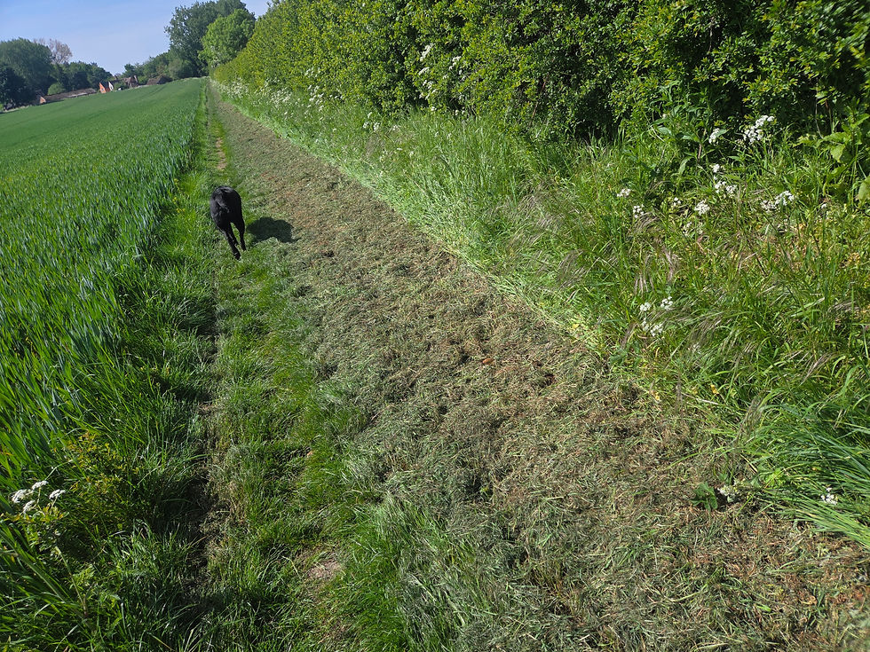 Thumbnail: 6ft Fail mower