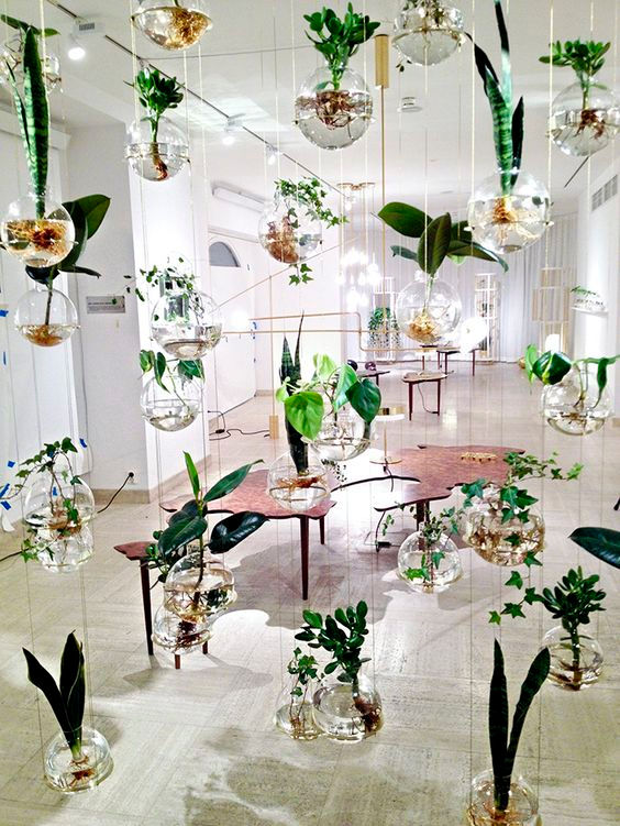 Plantas na decoração