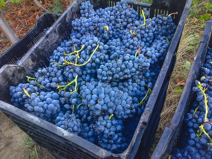 blackberry-047-min.jpeg