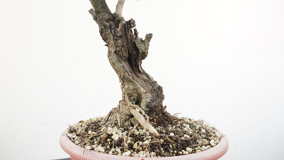 Miniatura: Ceratonia Siliqua 2