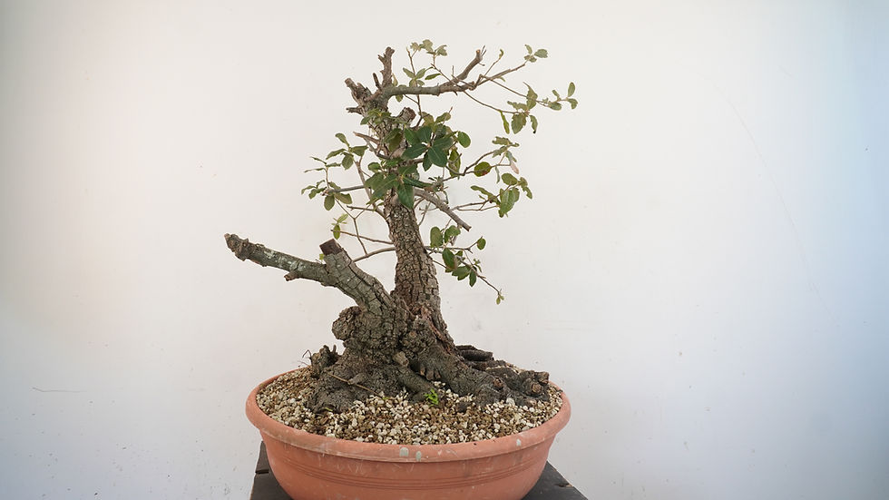 Miniatura: Quercus Ilex