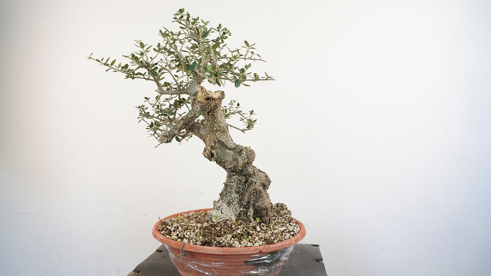 Miniatura: Olea Sylvestris 2