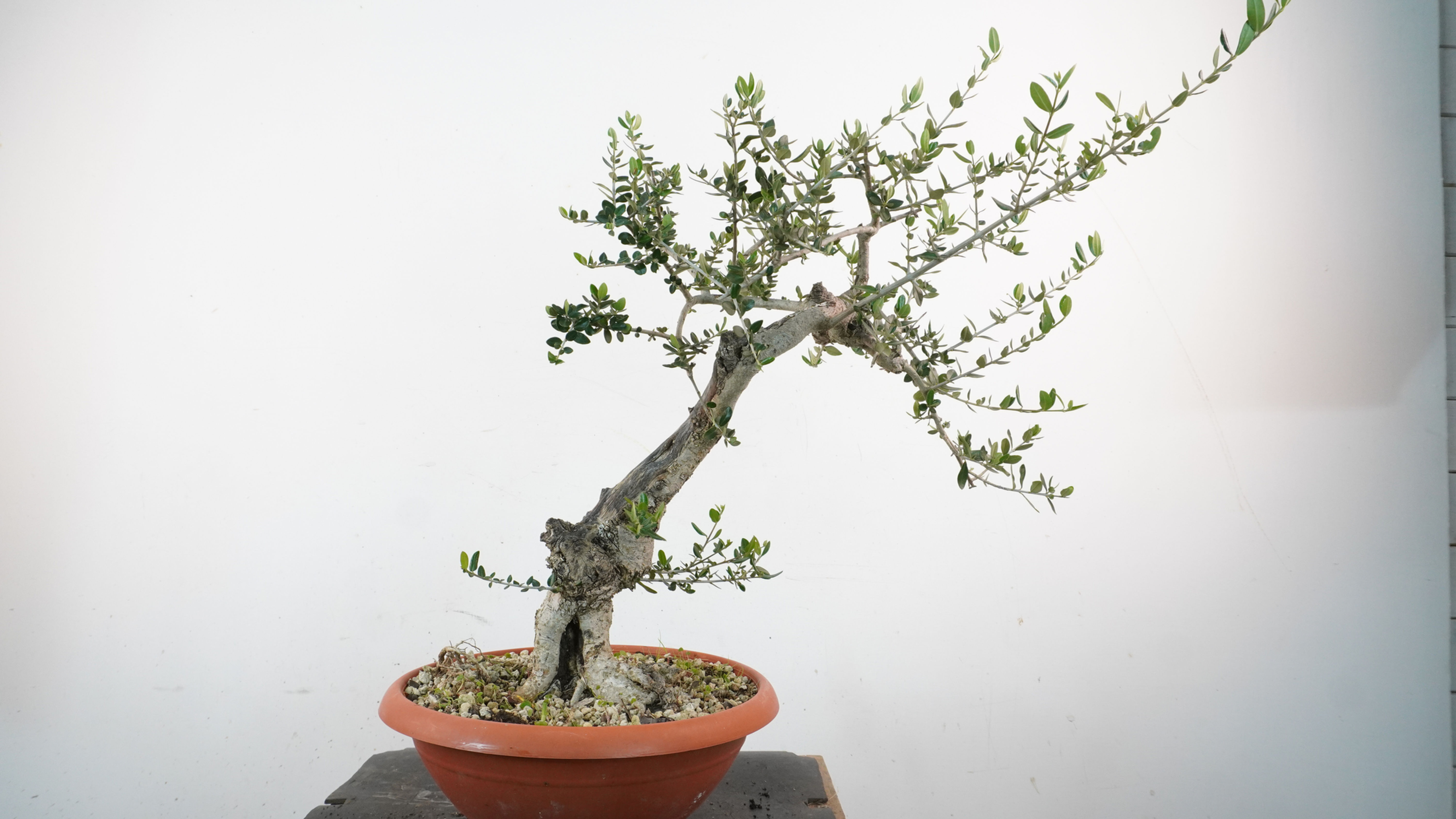 Olea Sylvestris 6