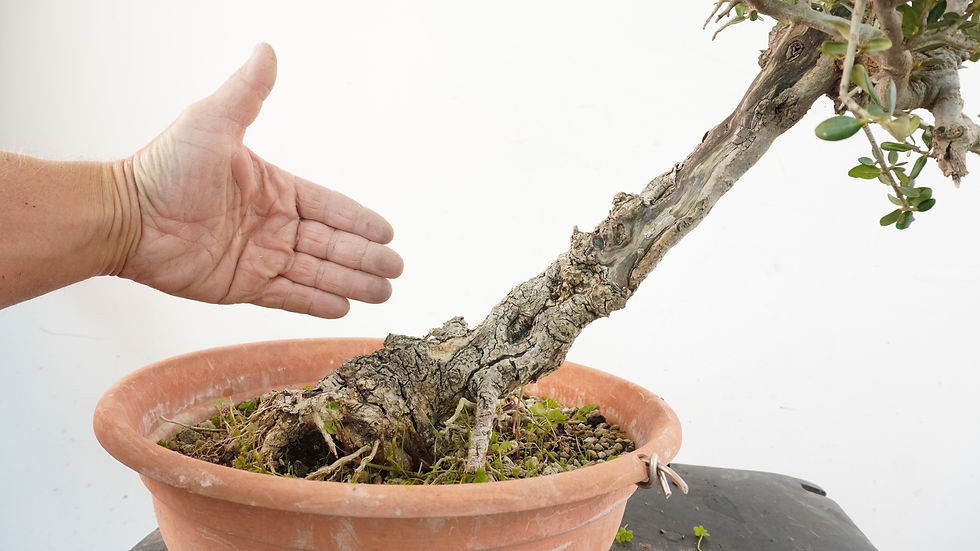 Miniatura: Olea Sylvestris 16
