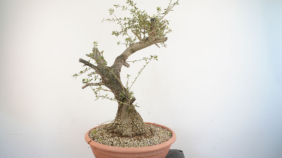 Miniatura: Olea Sylvestris 1