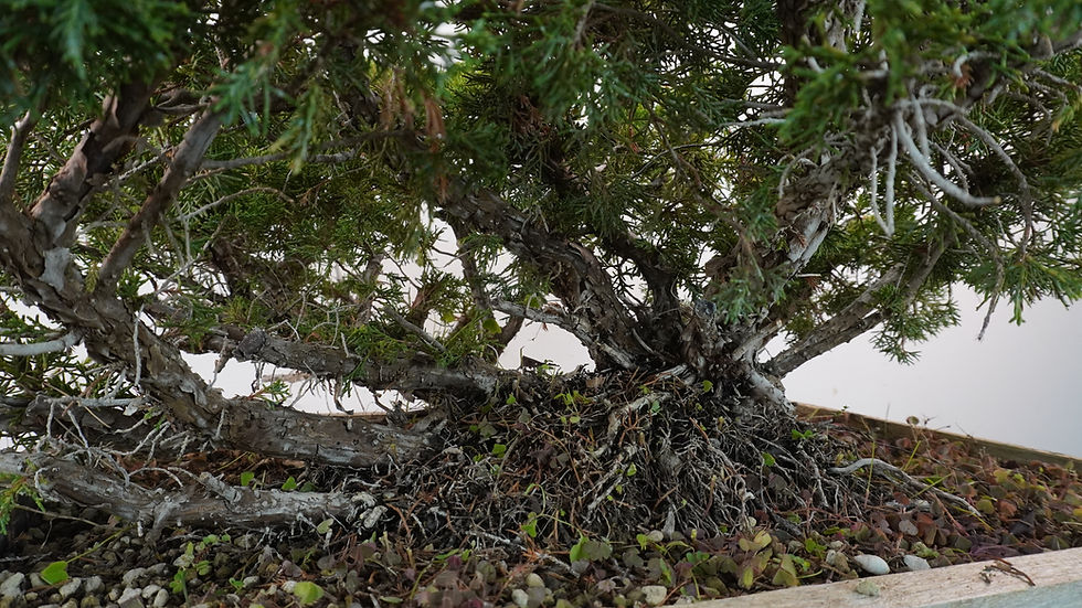 Miniatura: Juniperus Chinensis Var. Itoigawa