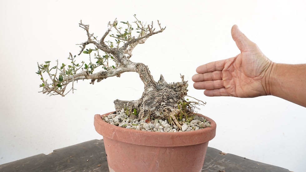 Miniatura: Olea Sylvestris 19 - Shohin