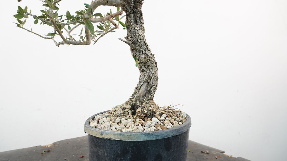 Miniatura: Olea Sylvestris 11