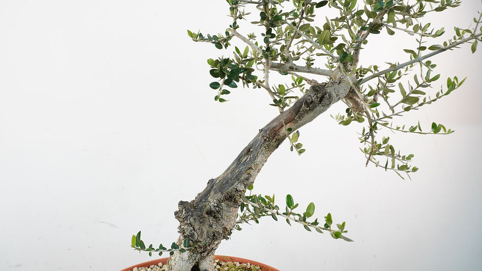 Miniatura: Olea Sylvestris 6