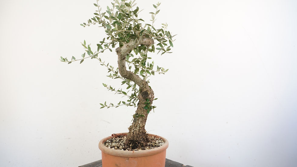 Miniatura: Olea Sylvestris 5