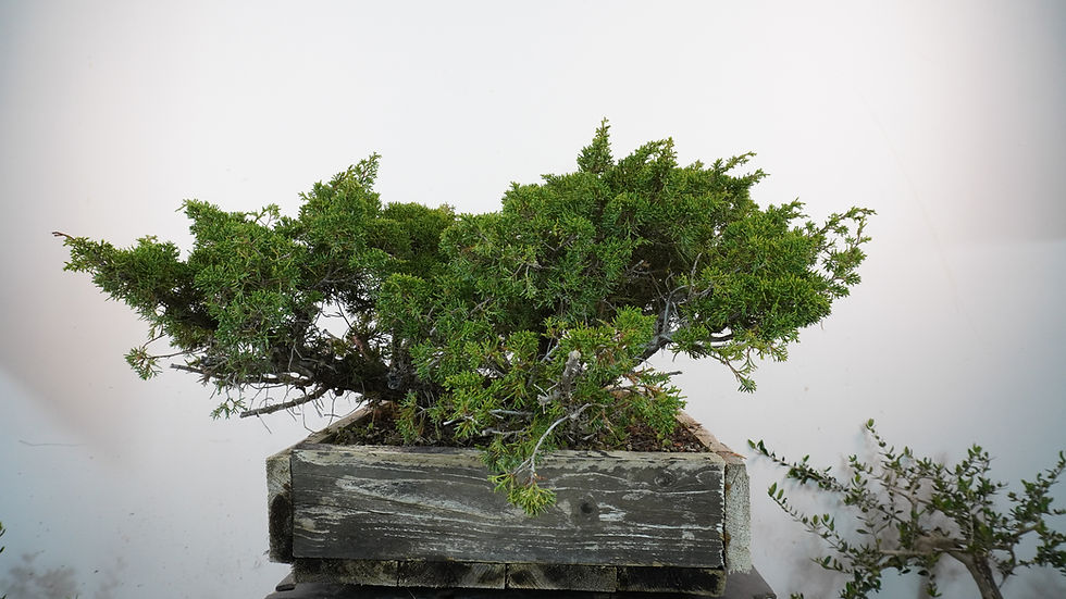 Miniatura: Juniperus Chinensis Var. Itoigawa
