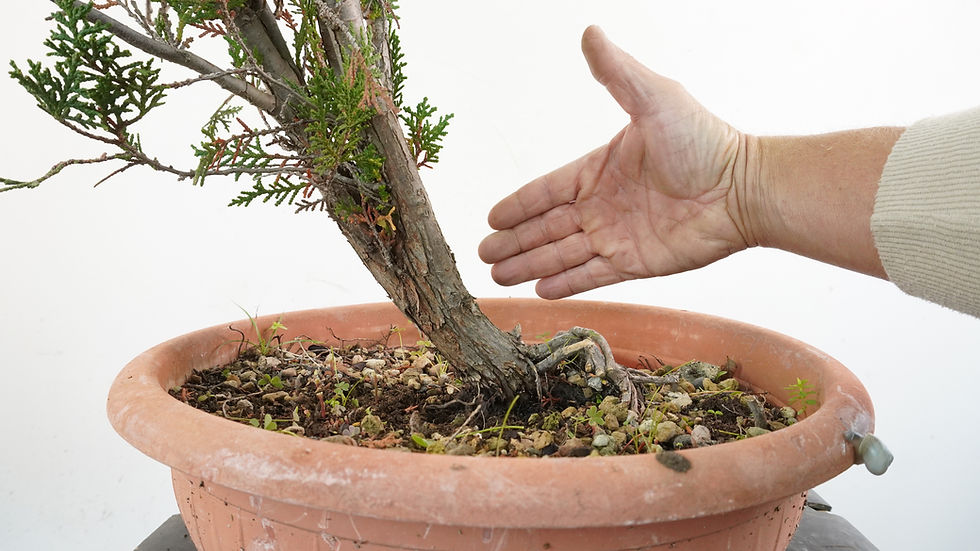 Miniatura: Thuja 2