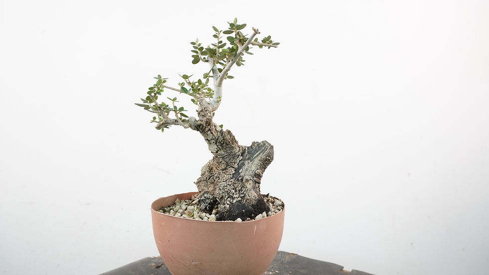 Miniatura: Olea Sylvestris 10 -Shohin