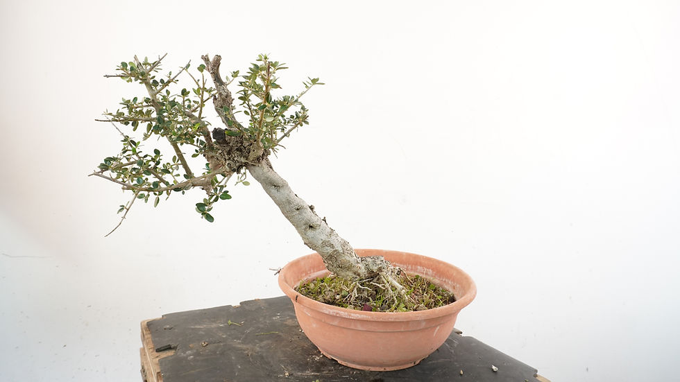 Miniatura: Olea Sylvestris 16