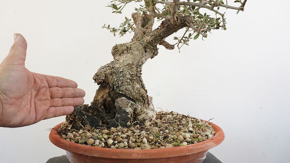 Miniatura: Olea Sylvestris 2