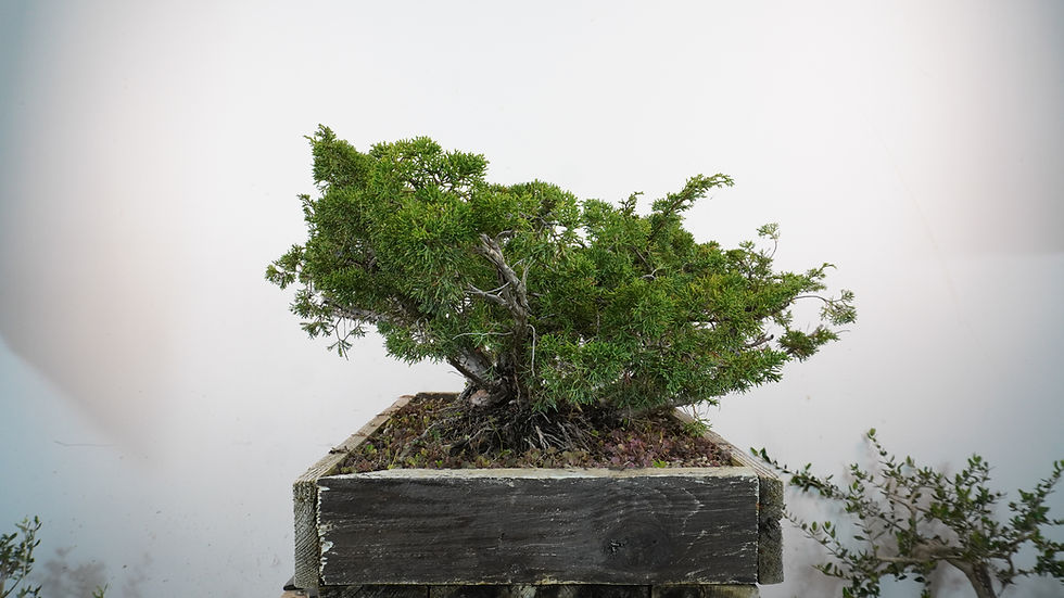 Miniatura: Juniperus Chinensis Var. Itoigawa