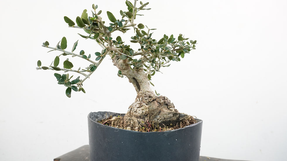 Miniatura: Olea Sylvestris 13 - Shohin