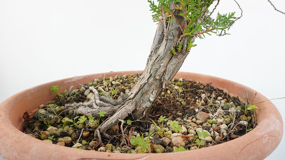 Miniatura: Thuja 2