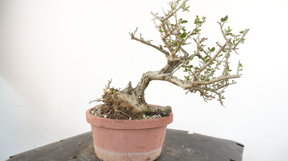 Miniatura: Olea Sylvestris 19 - Shohin
