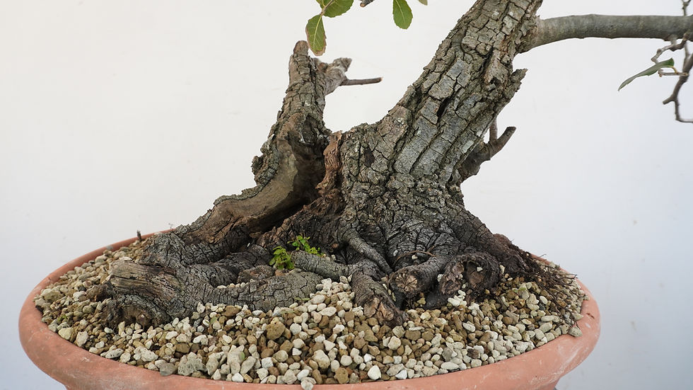 Miniatura: Quercus Ilex